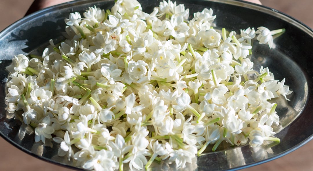 jasmine-grandiflorum-absolute