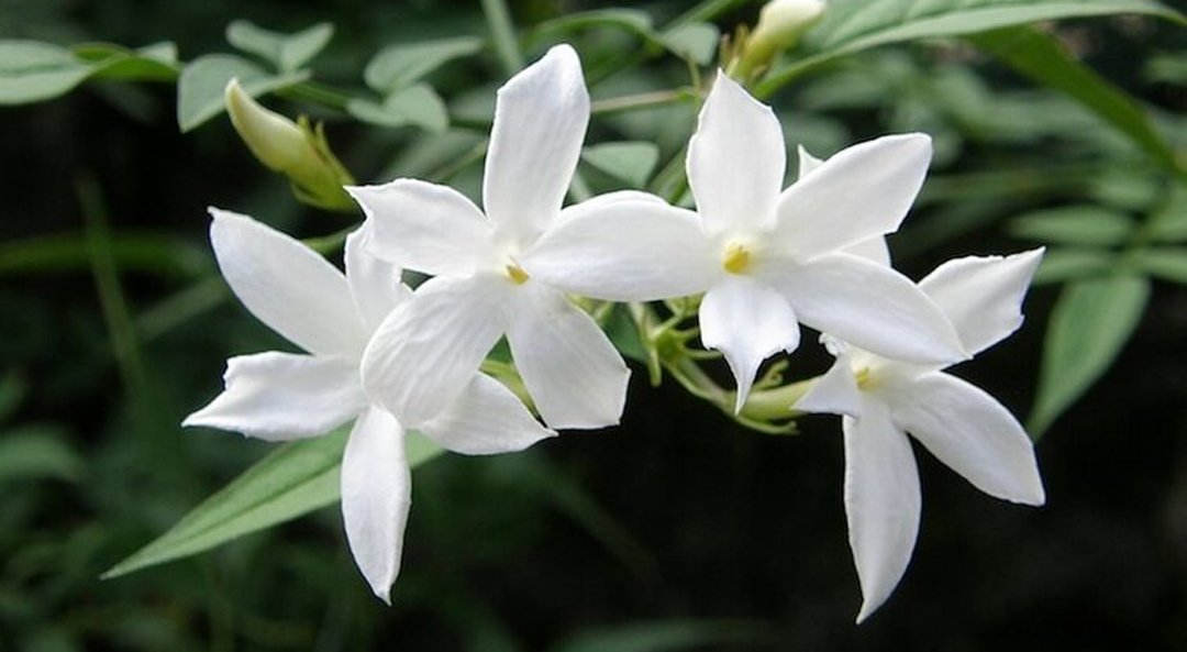 jasmine-sambac-absolute