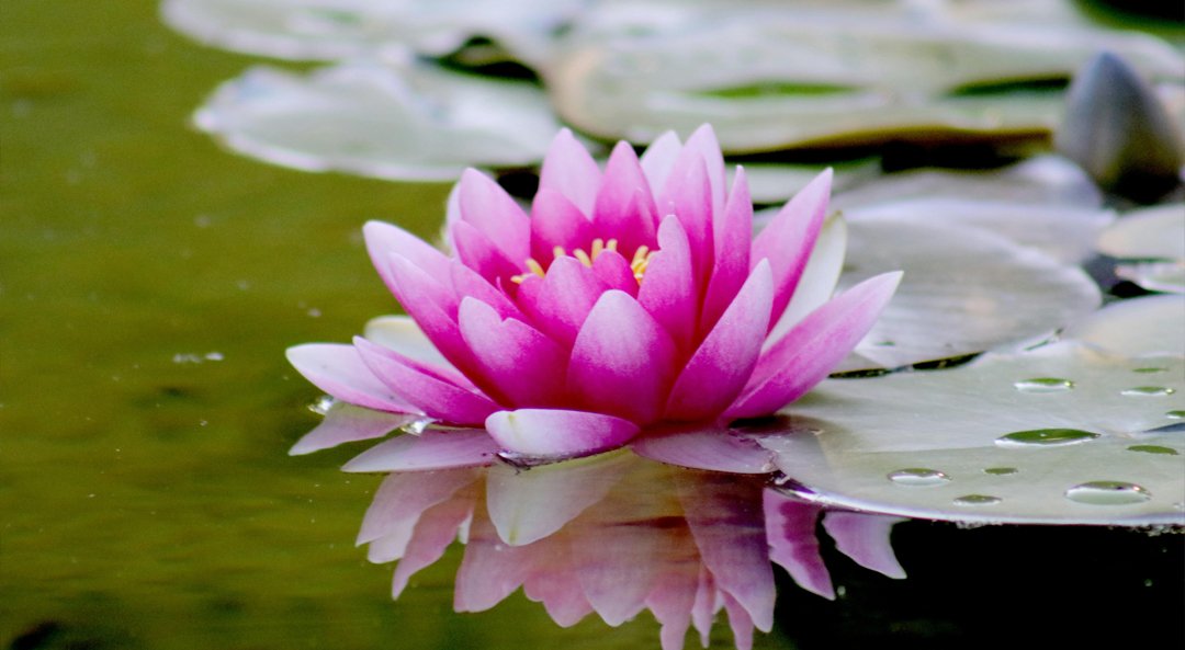 Lotus Absolute