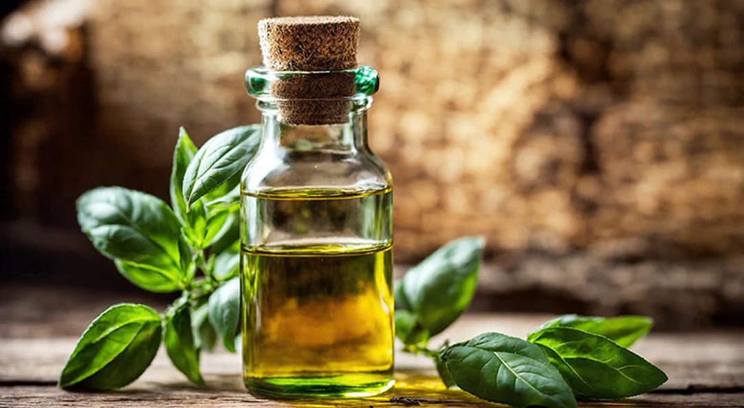 Basil Essential Oil