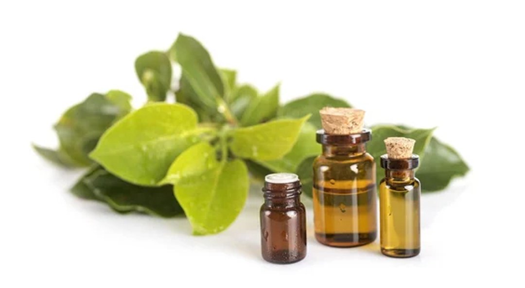 Camphor Oil