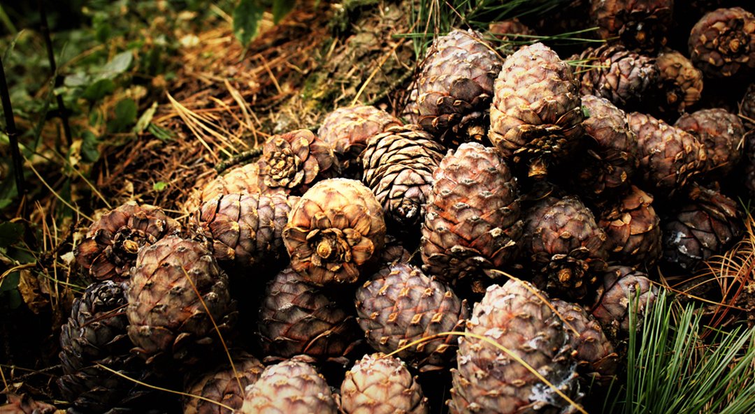 Camphor Oil