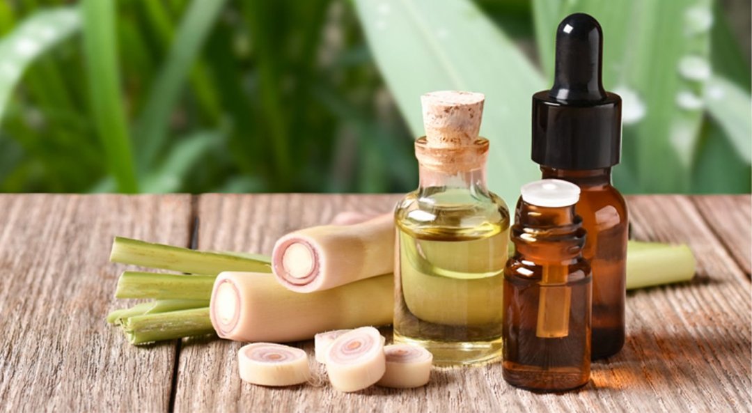 ACelery Seed Oil