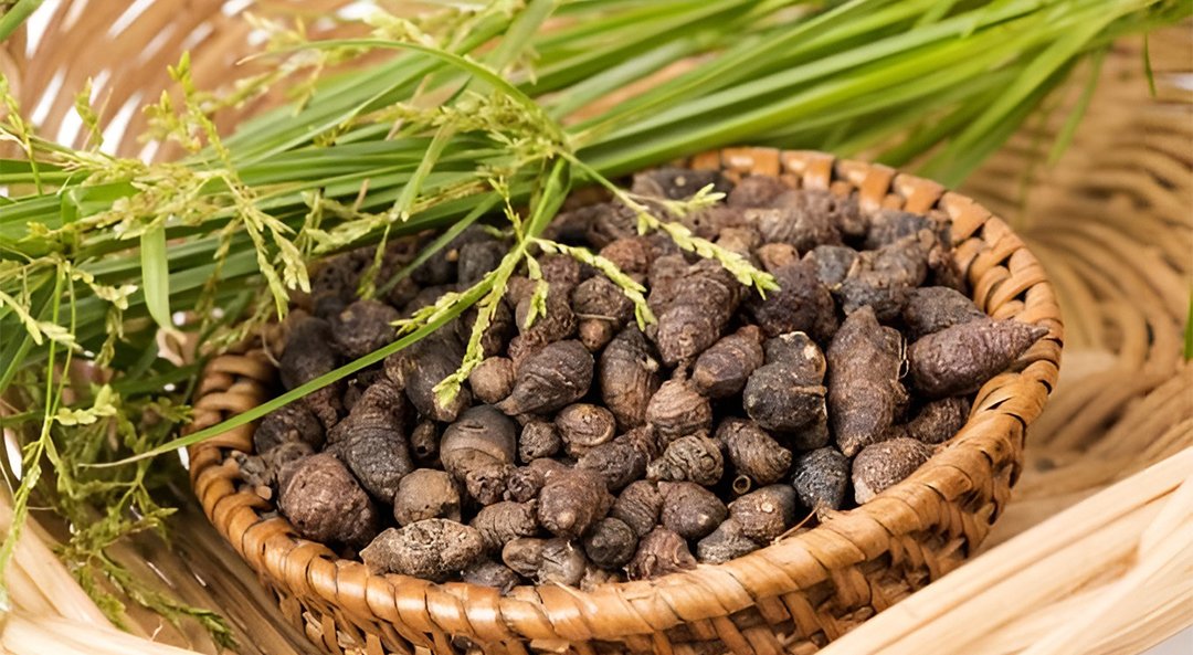 ACelery Seed Oil