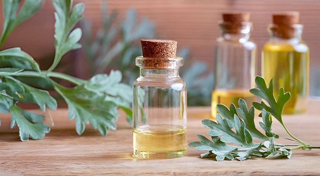 ACelery Seed Oil