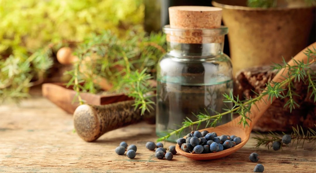 ACelery Seed Oil