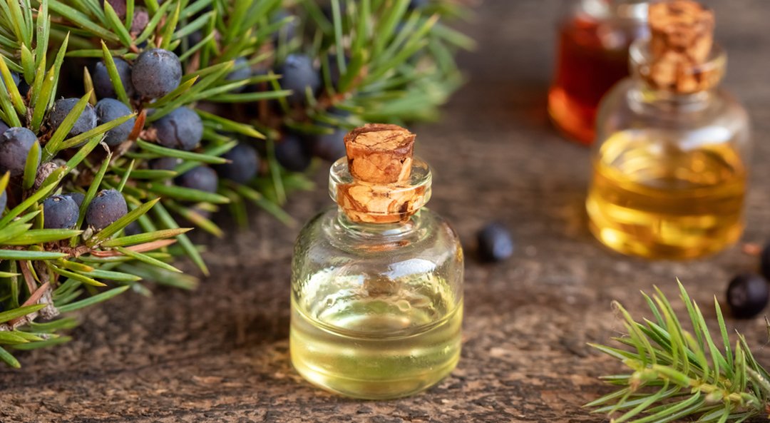 ACelery Seed Oil