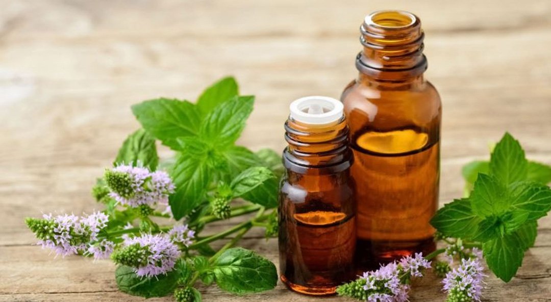 ACelery Seed Oil