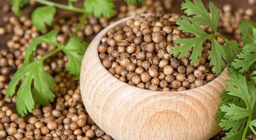 Coriander Oleoresin
