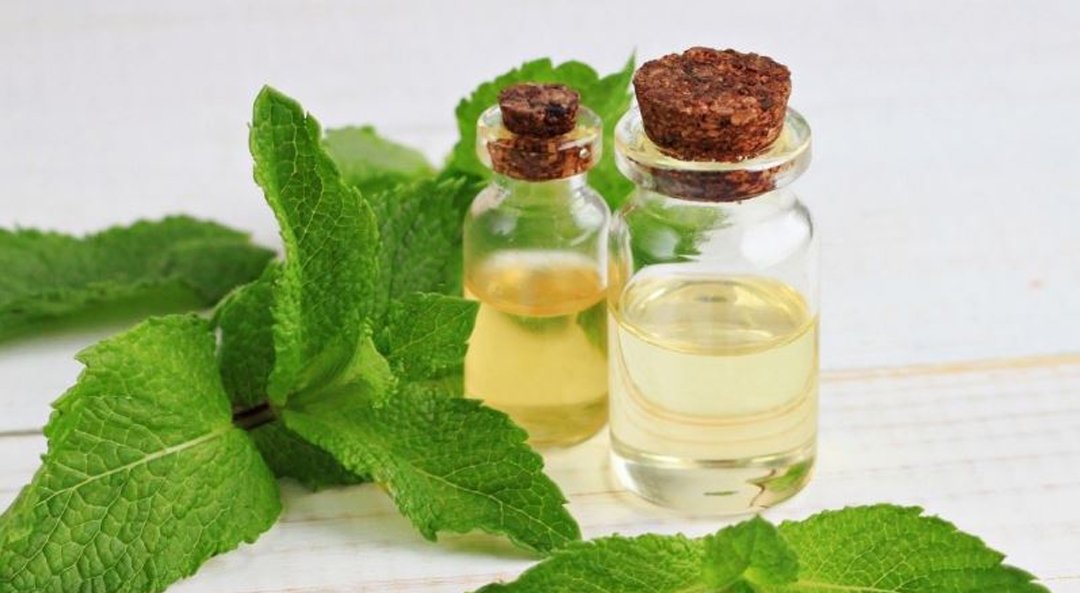 Camphor Oil