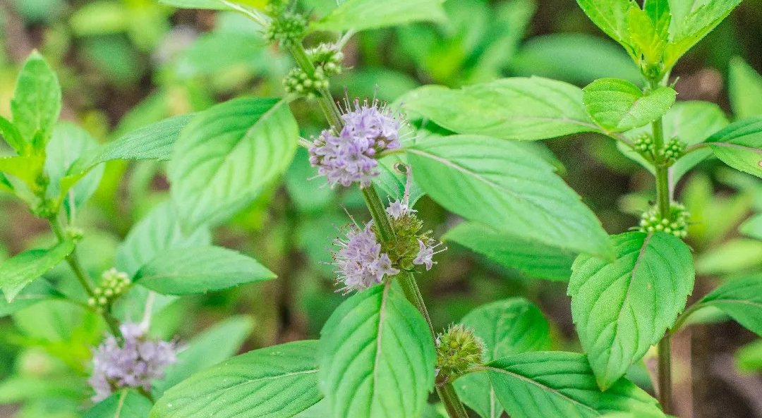 mentha-arvensis-oil