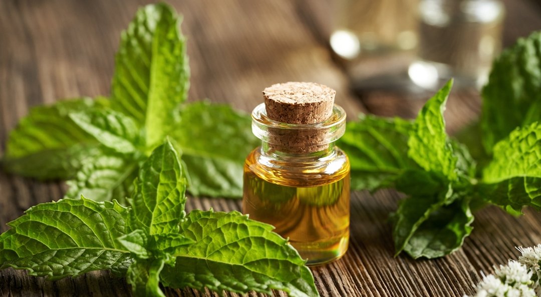 Camphor Oil