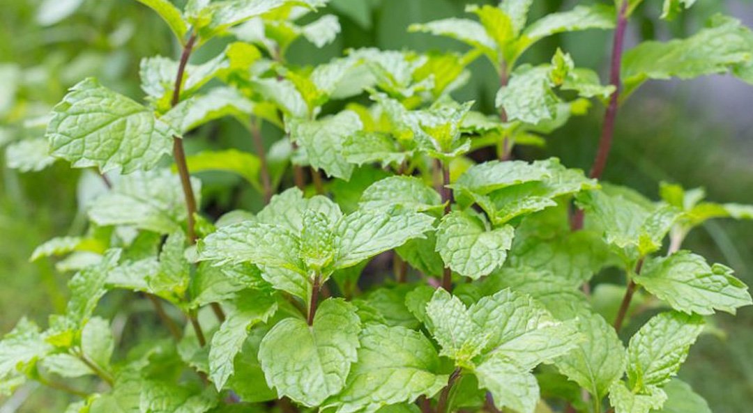 Peppermint Oil IP/BP/USP/EP / Peppermint Oil Piperita IP/BP/USP/EP